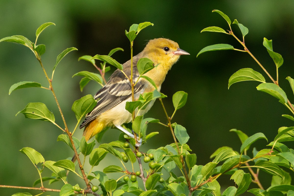 Балтиморский трупиал - ML646131979