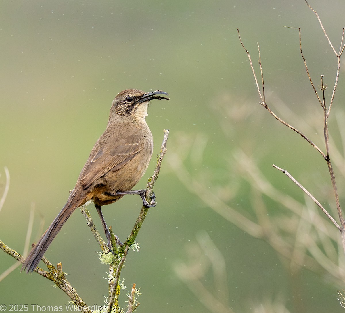 California Thrasher - ML646132010