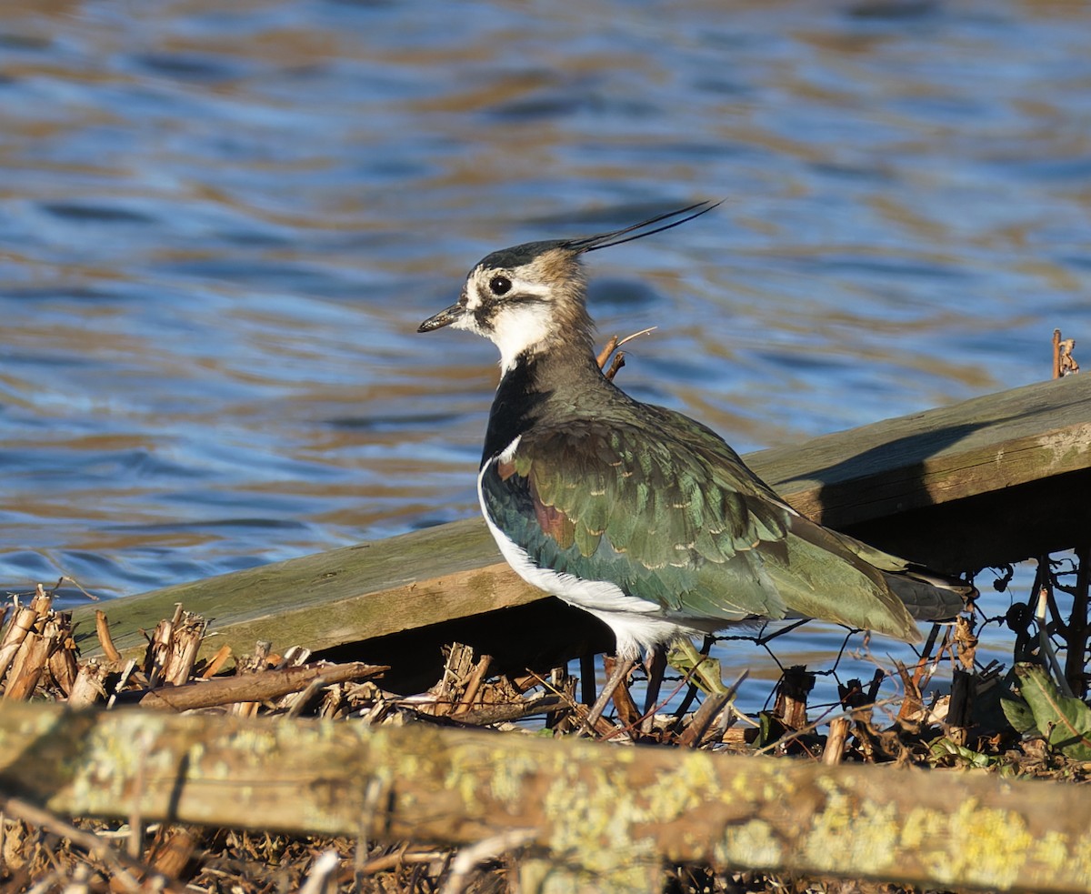 Northern Lapwing - ML646132014