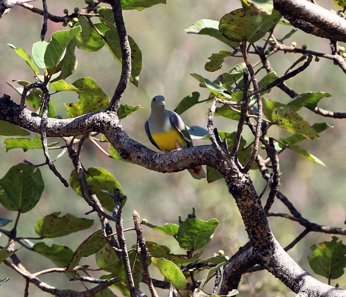 Bruce's Green-Pigeon - ML646132016