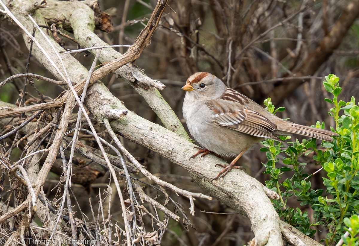 White-crowned Sparrow - ML646132020