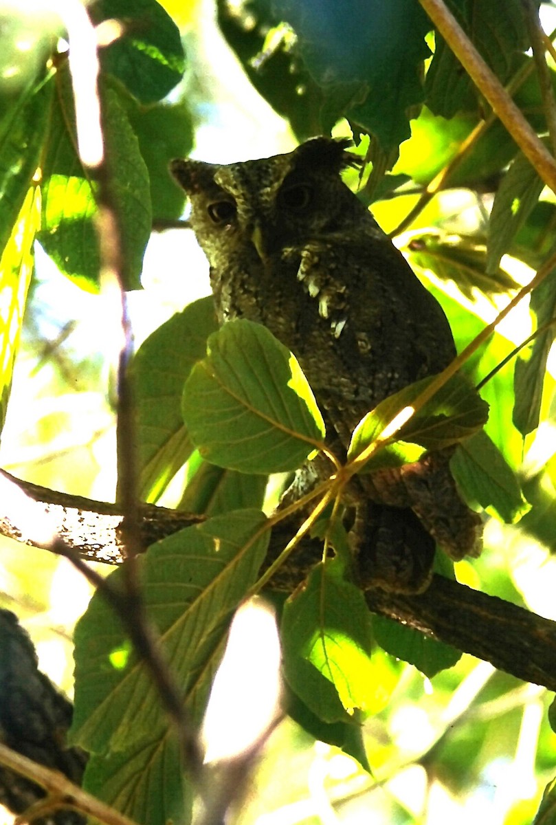 výreček pacifický - ML646132023