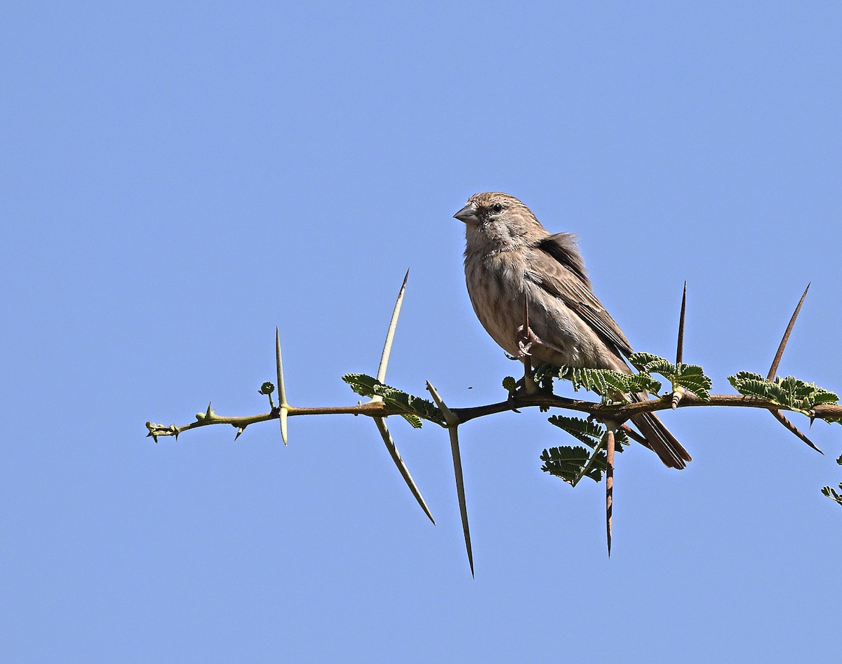 Yemen Serin - ML646132026