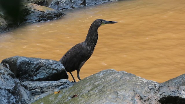 Fasciated Tiger-Heron - ML646132030