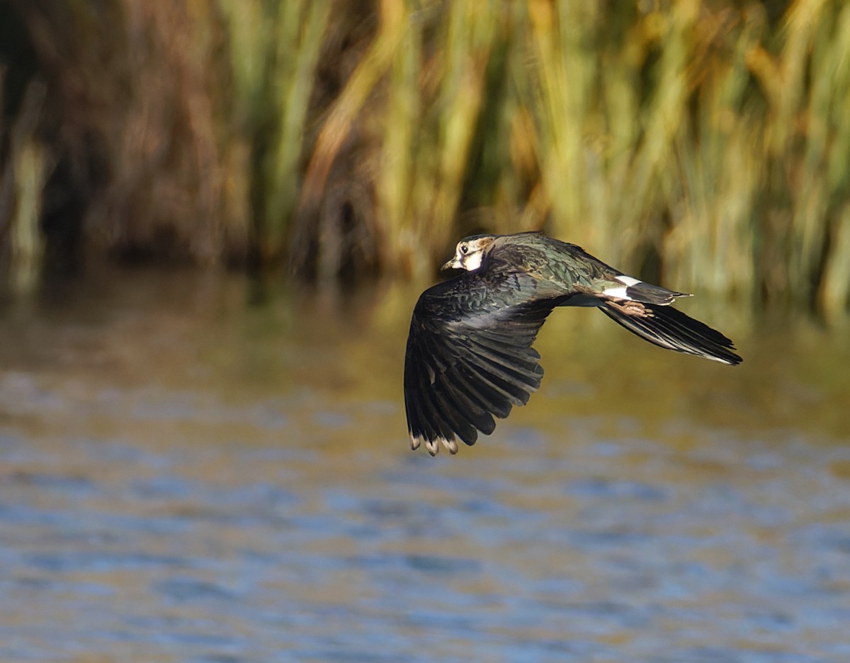 Northern Lapwing - ML646132031