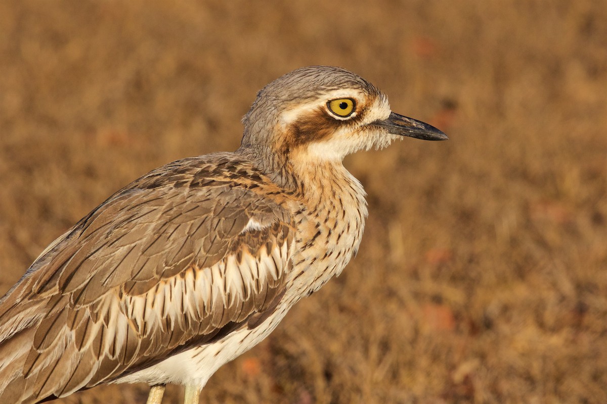 Bush Thick-knee - ML646132036