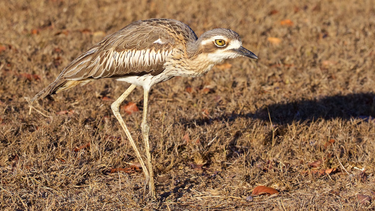 Bush Thick-knee - ML646132037