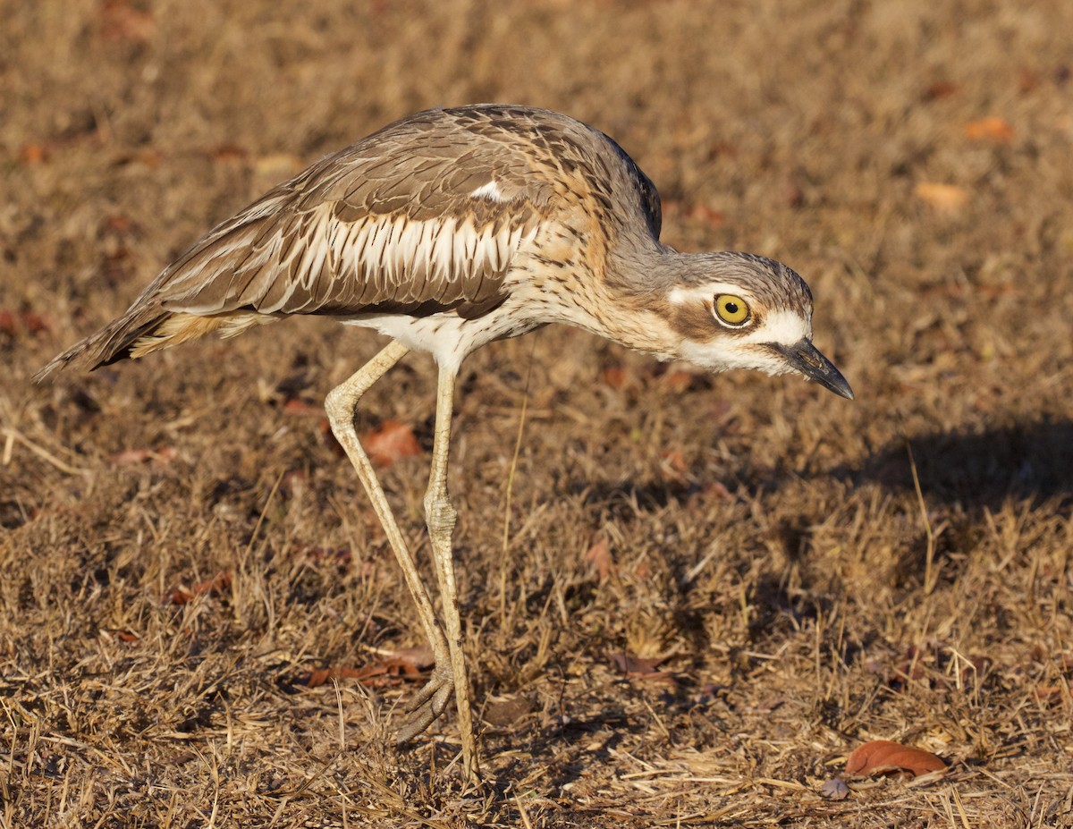 Bush Thick-knee - ML646132038