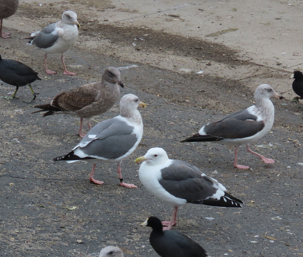 アメリカオオセグロカモメ - ML646132041