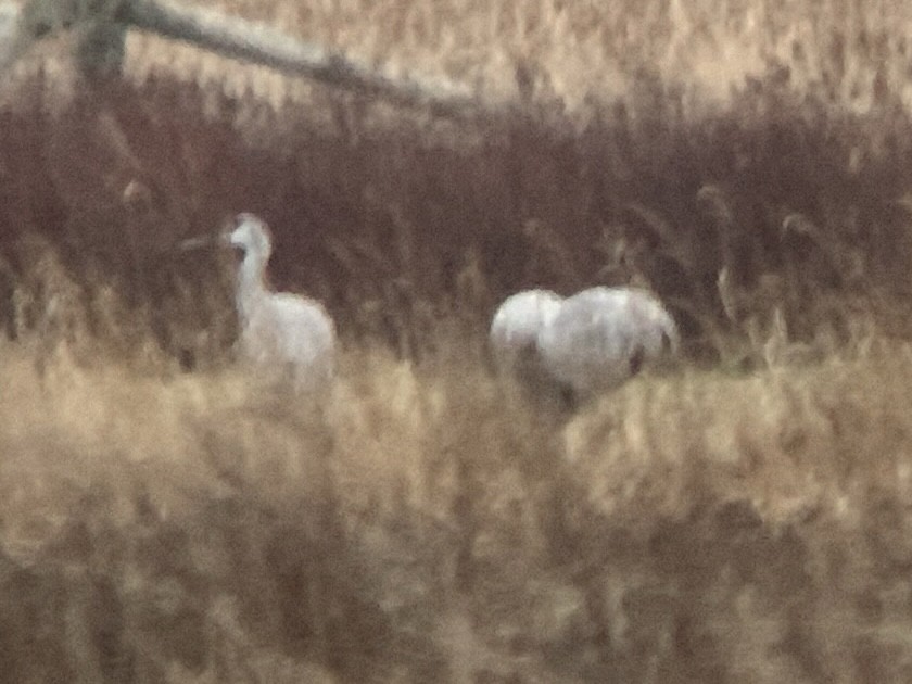 Sandhill Crane - ML646132042