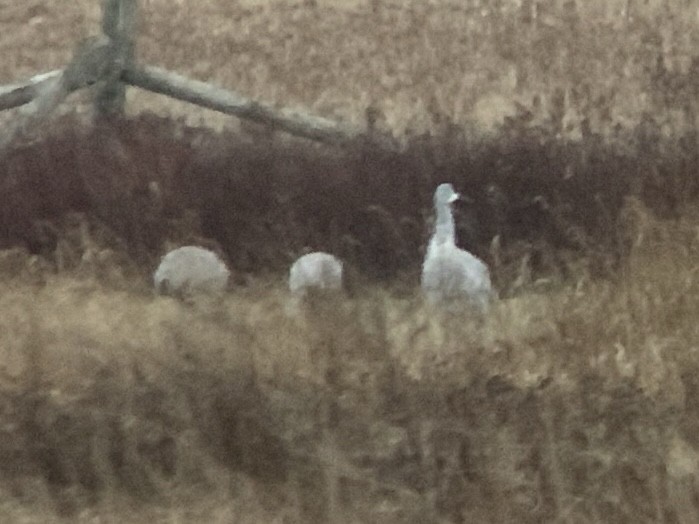 Sandhill Crane - ML646132043