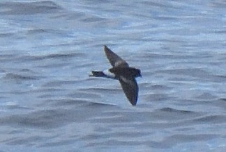 Wilson's Storm-Petrel - ML646132044