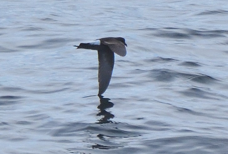 Wilson's Storm-Petrel - ML646132045