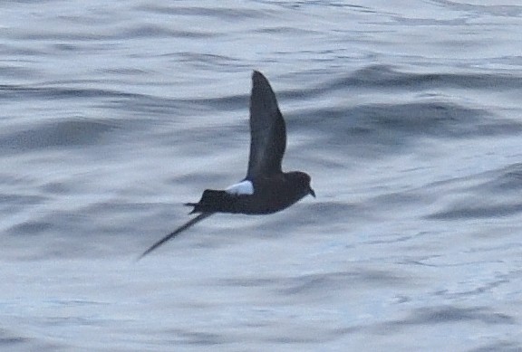 Wilson's Storm-Petrel - ML646132046