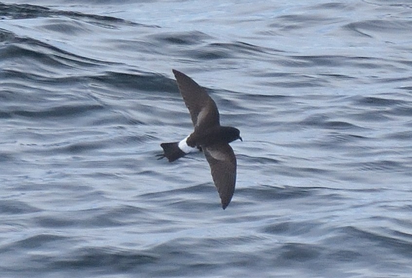Wilson's Storm-Petrel - ML646132047