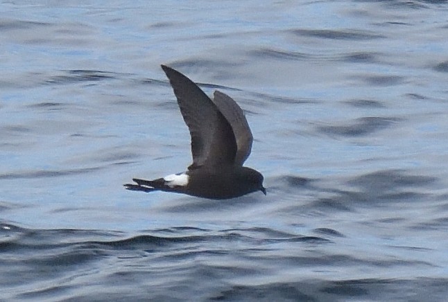 Wilson's Storm-Petrel - ML646132048
