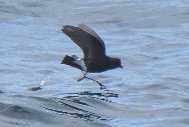 Wilson's Storm-Petrel - ML646132049