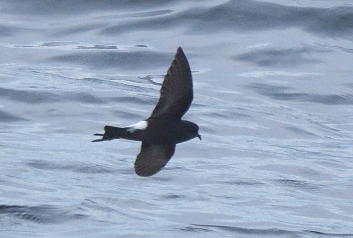 Wilson's Storm-Petrel - ML646132050