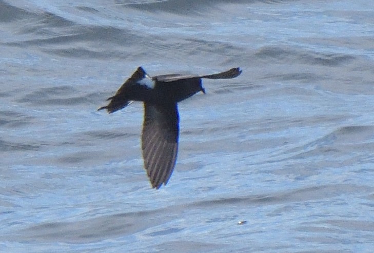 Wilson's Storm-Petrel - ML646132051