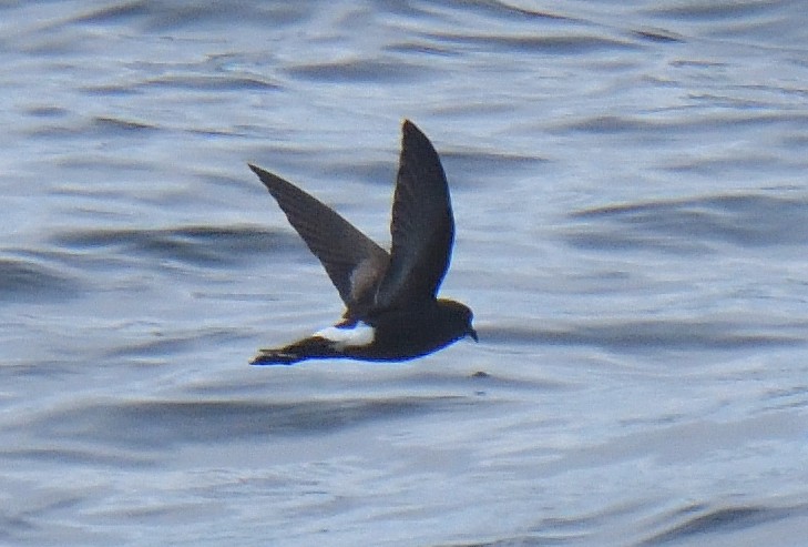 Wilson's Storm-Petrel - ML646132052