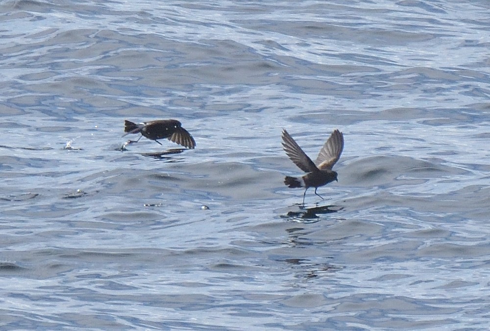 Wilson's Storm-Petrel - ML646132053