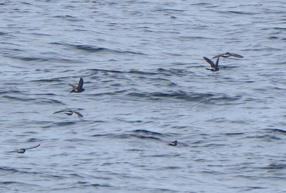 Wilson's Storm-Petrel - ML646132054