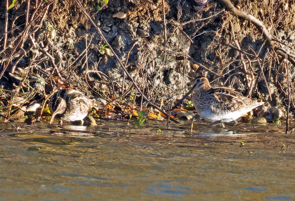 חרטומית ביצות - ML646132055