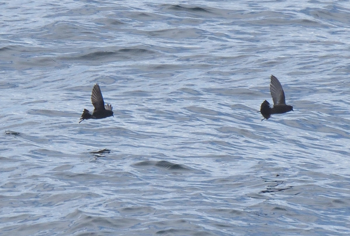 Wilson's Storm-Petrel - ML646132056