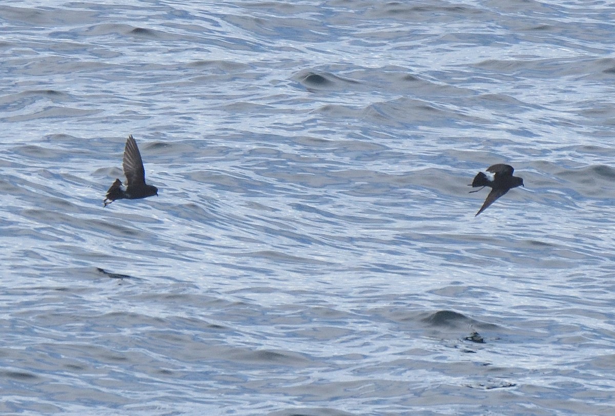 Wilson's Storm-Petrel - ML646132057