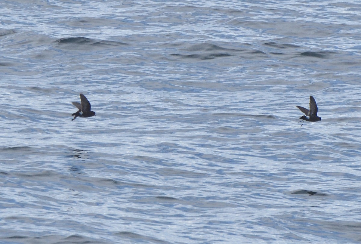 Wilson's Storm-Petrel - ML646132058