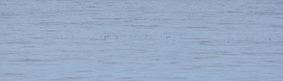 Wilson's Storm-Petrel - ML646132059