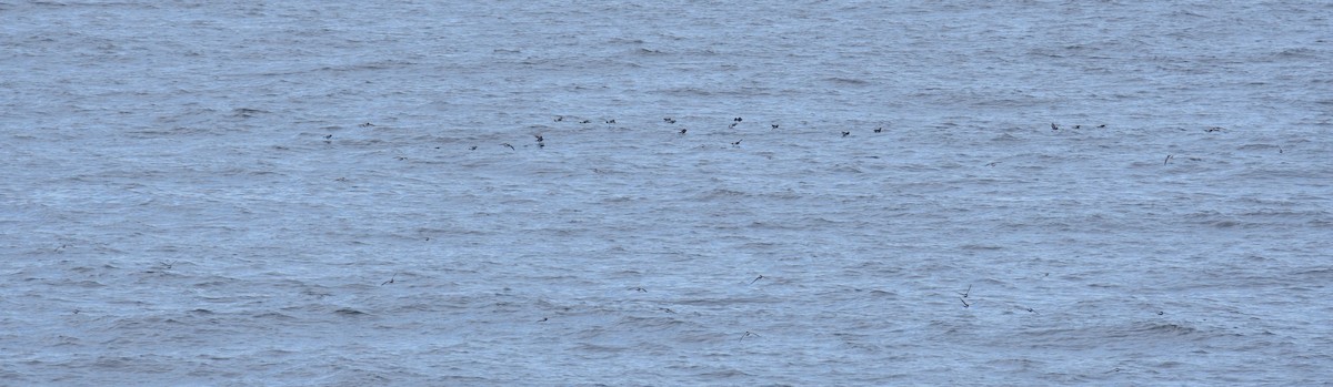 Wilson's Storm-Petrel - ML646132060