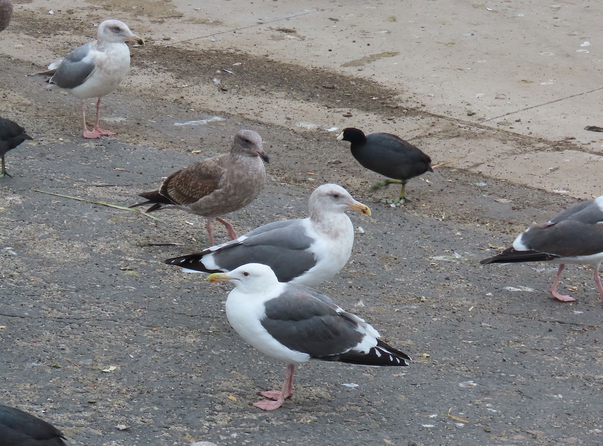 アメリカオオセグロカモメ - ML646132061