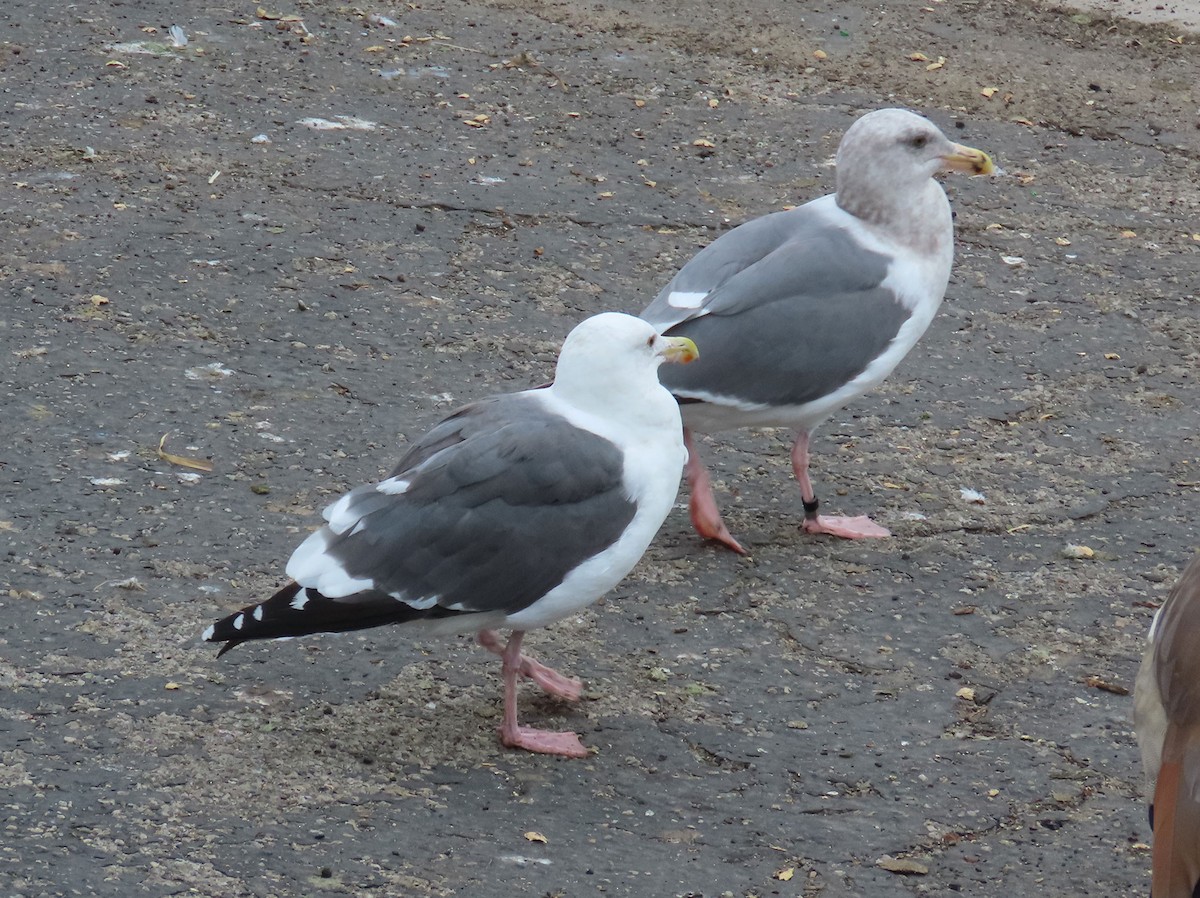 アメリカオオセグロカモメ - ML646132062