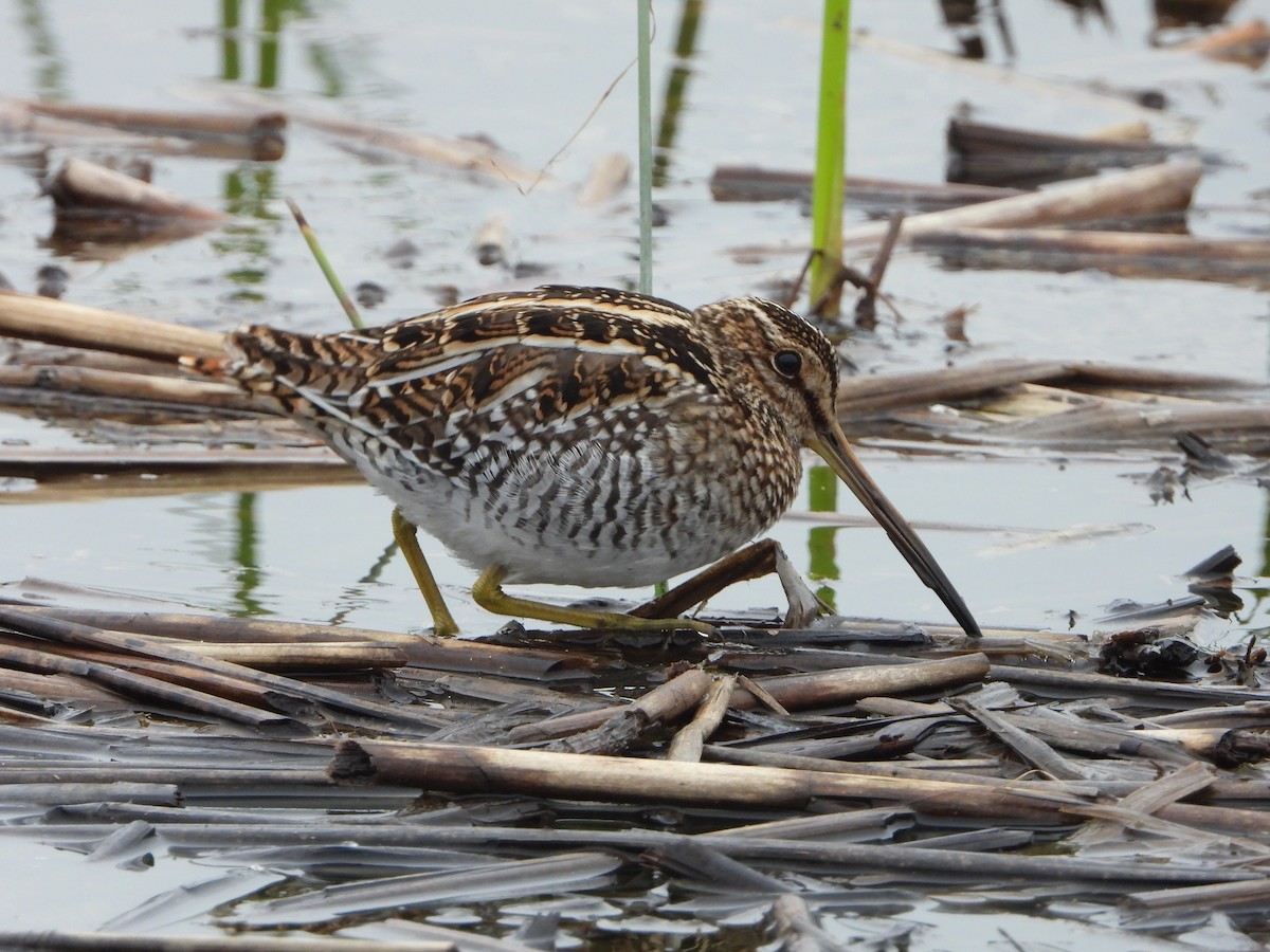 Wilson's Snipe - ML646132063