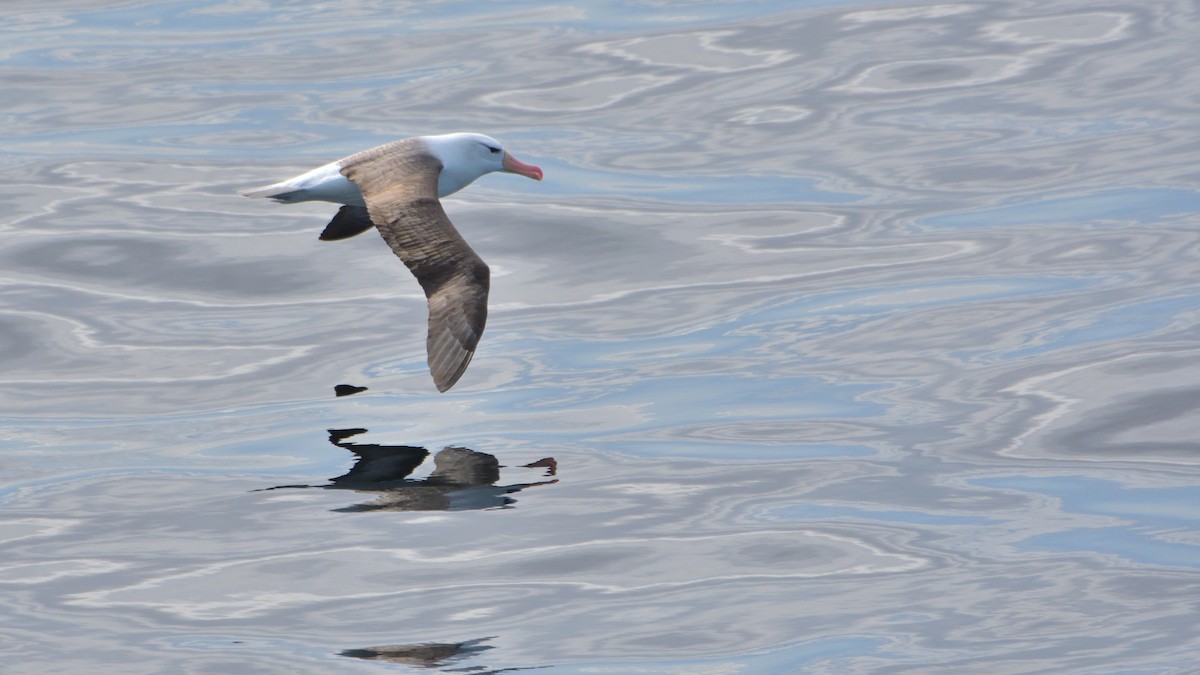 Black-browed Albatross (Black-browed) - ML646132069