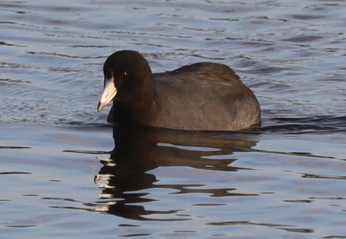 American Coot - ML646132070