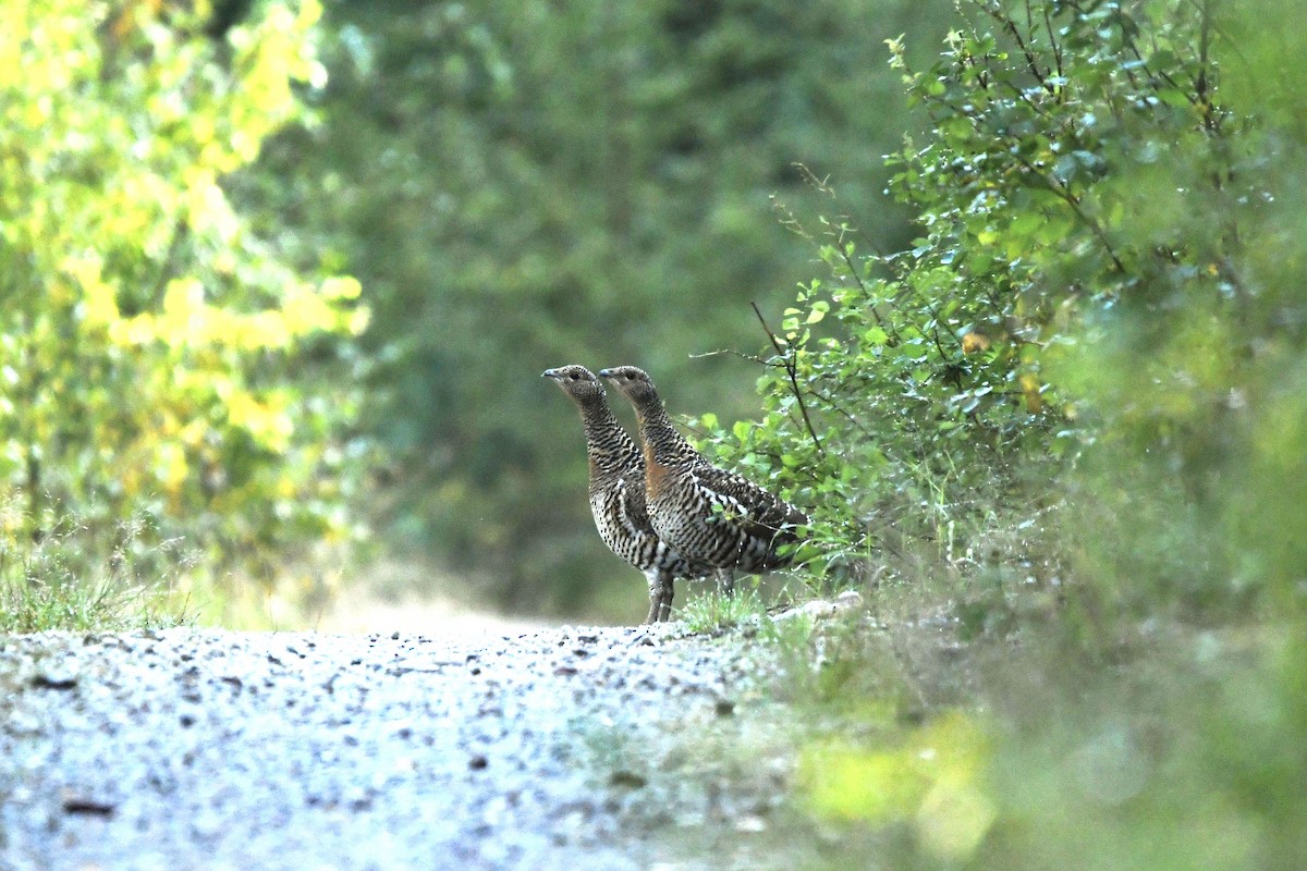 Western Capercaillie - ML646132071
