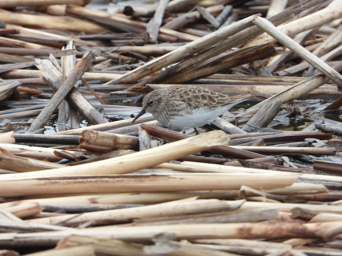 Least Sandpiper - ML646132075