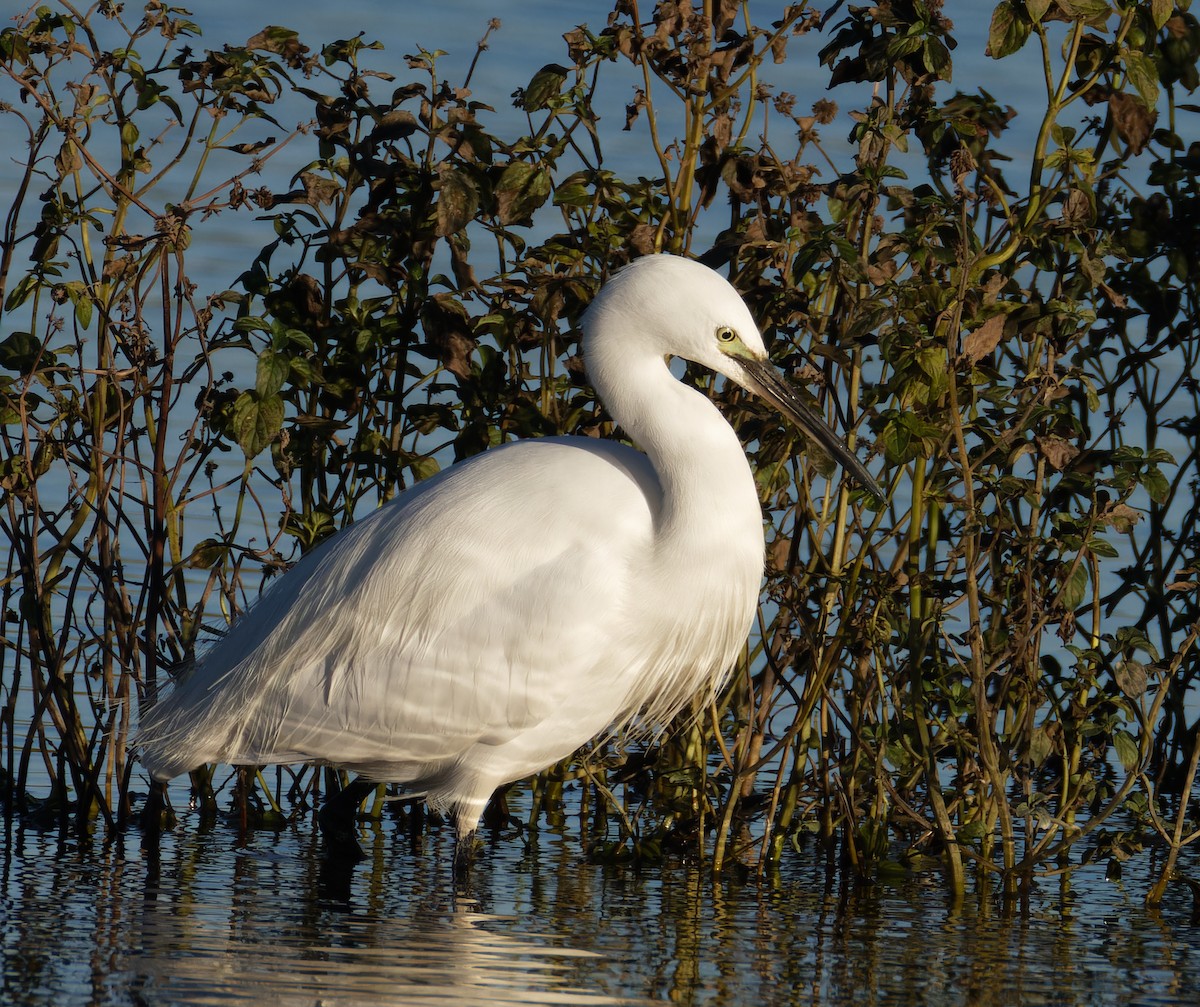 Little Egret - ML646132076
