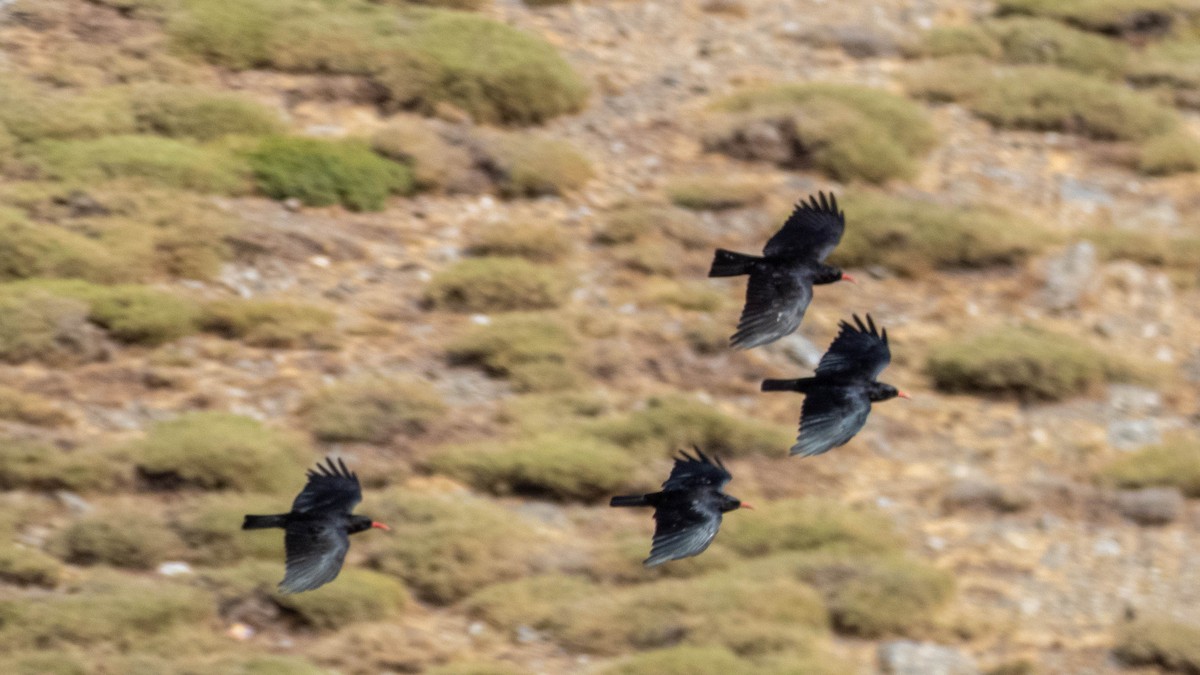 ベニハシガラス - ML646132078