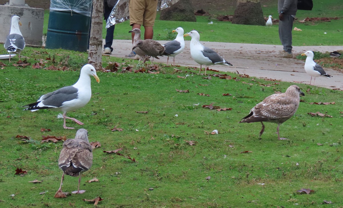 West- x Beringmöwe (Hybrid) - ML646132079