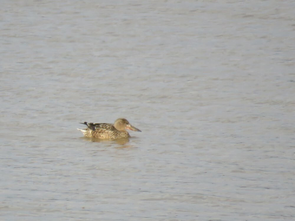 Northern Shoveler - ML646132080