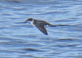 Magellanic Diving-Petrel - ML646132082