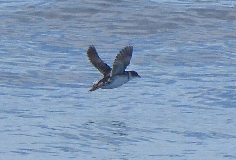 Magellanic Diving-Petrel - ML646132083