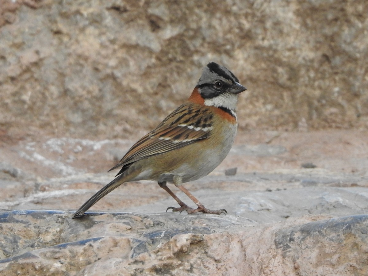 Morgenammer - ML646132084