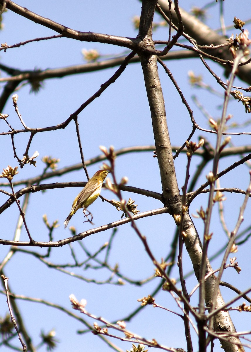 Palmenwaldsänger (hypochrysea) - ML646132085