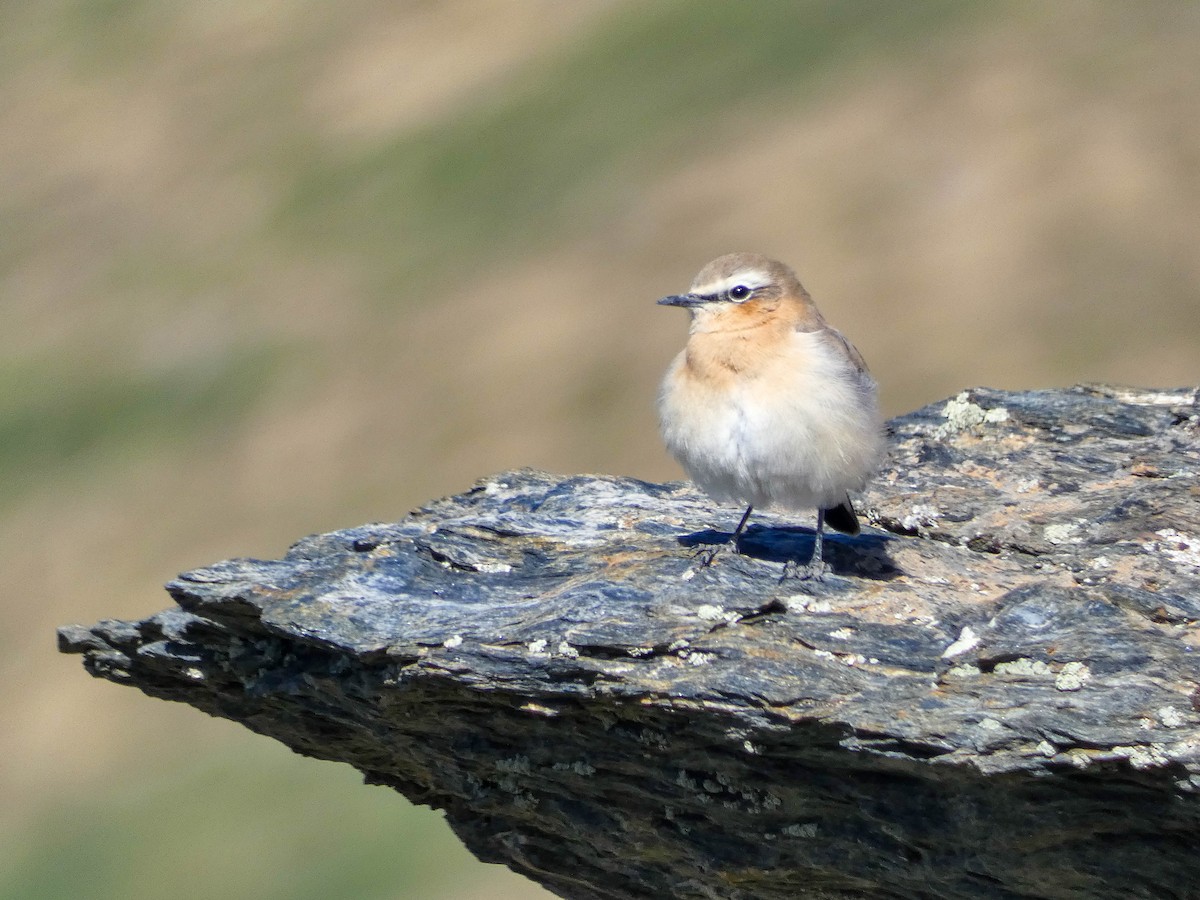 Steinschmätzer - ML646132088