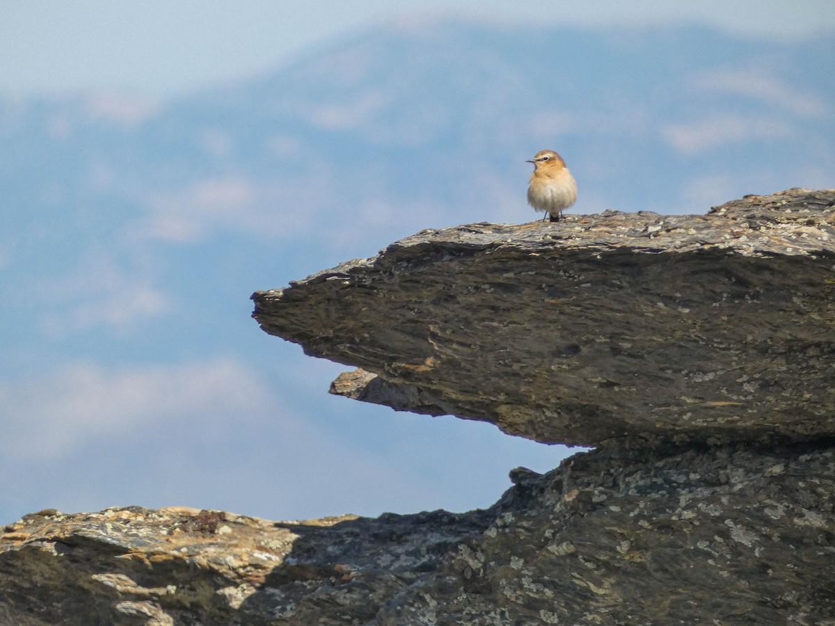 Steinschmätzer - ML646132089