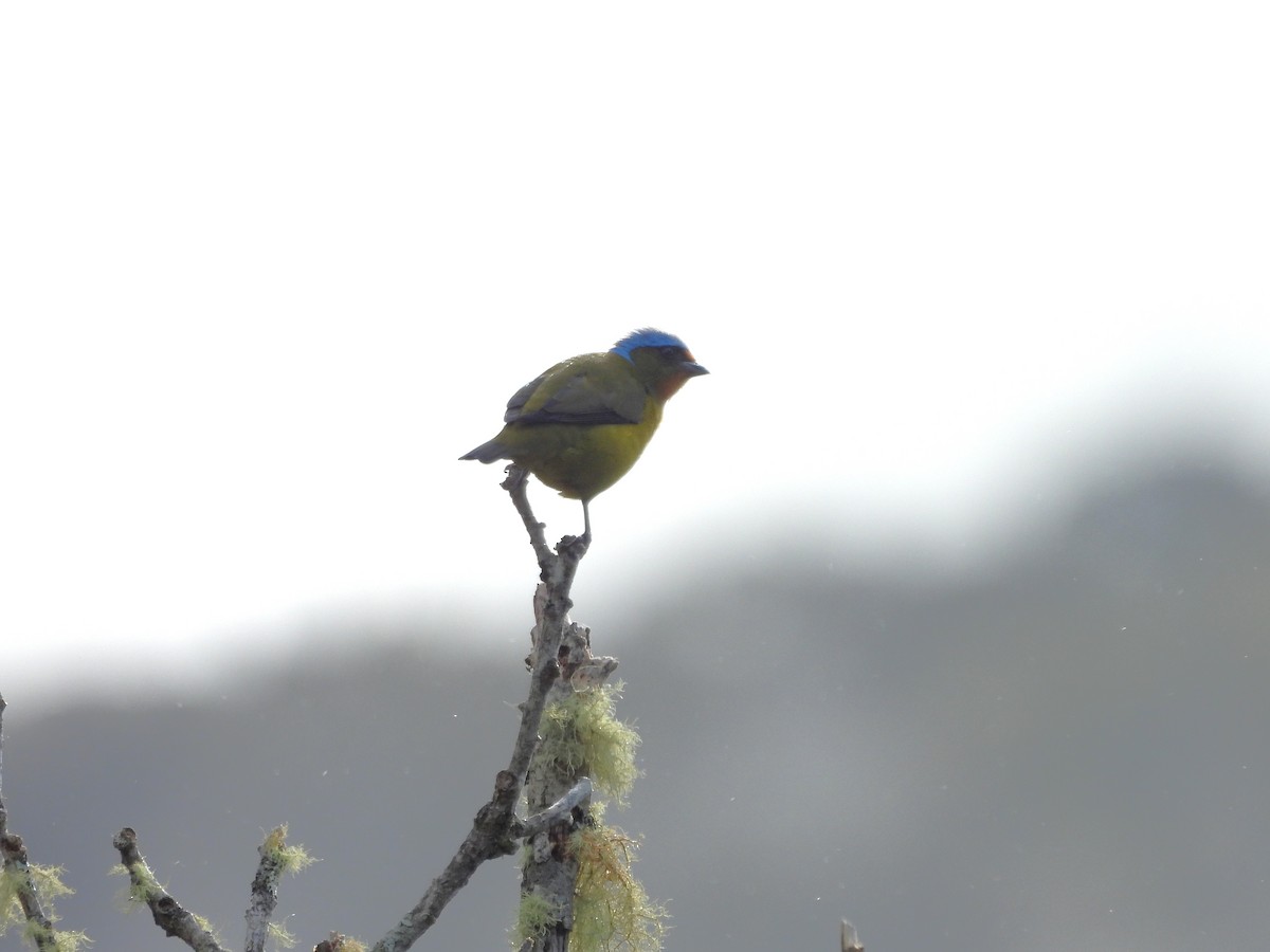 Blaukappenorganist - ML646132090